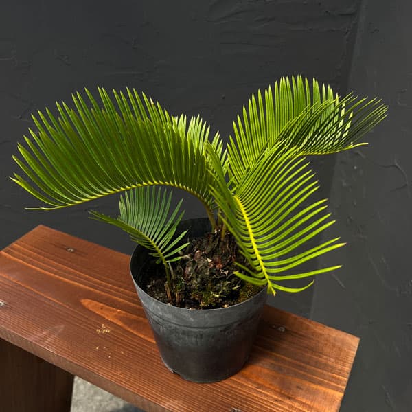 園芸ネット本店｜[ザ・ファームセレクト]ソテツ：黄金ソテツ 5号25-02