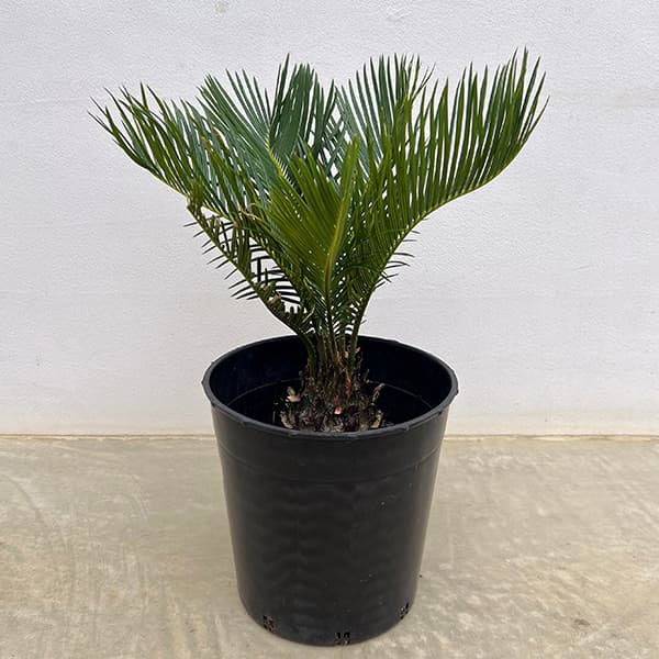 園芸ネット本店｜[ザ・ファームセレクト]ソテツ：斑入りソテツ 7号25