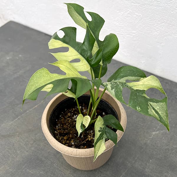 園芸ネット本店｜[ザ・ファームセレクト]モンステラ：ヒメモンステラ