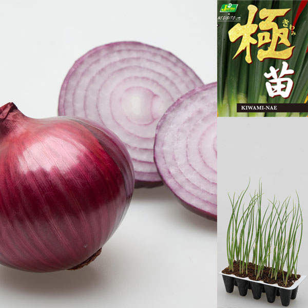 園芸ネット本店｜玉ねぎプラグ苗：極苗：赤玉ねぎ サラダ向き レッド