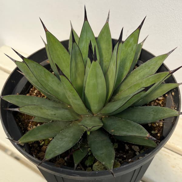 園芸ネット本店｜アガベ：リトルシャーク 8号鉢植え の通販【公式】