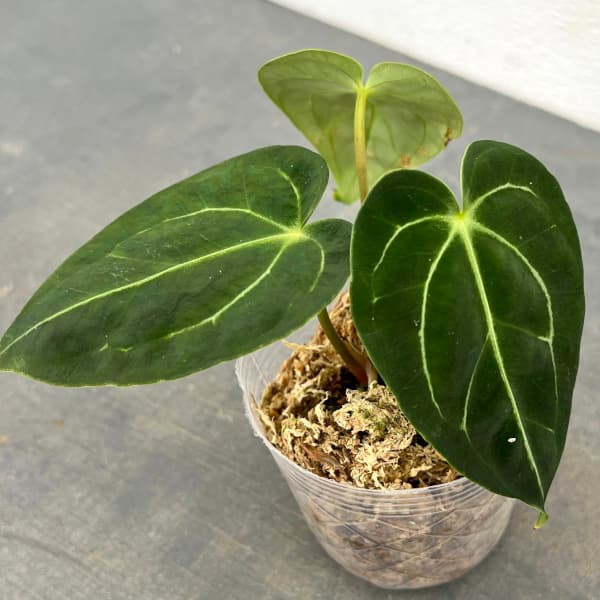 園芸ネット本店｜アンスリウム：レガレ 2.5号ポット の通販【公式】