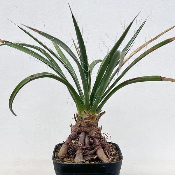 園芸ネット本店｜ユッカ：フィリフェラ（根上がり仕立て） 4号鉢植え