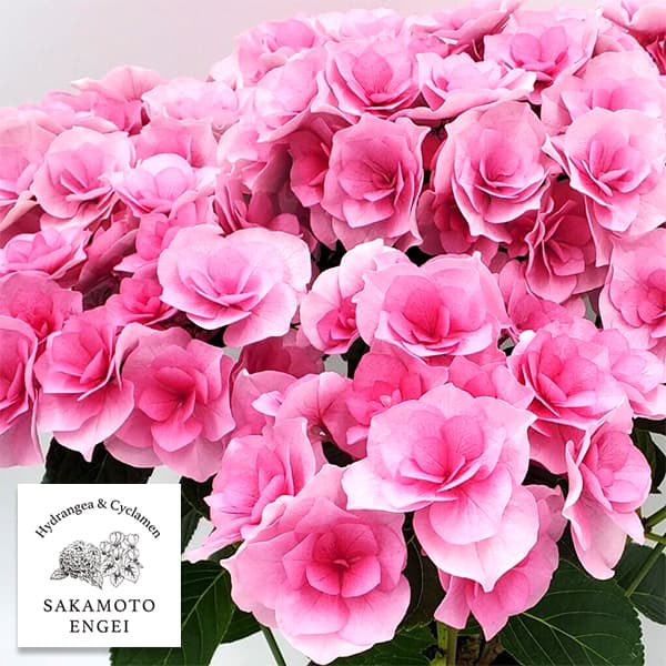 園芸ネット本店｜アジサイ：クレインブーケ（ピンク）3.5号ポット の