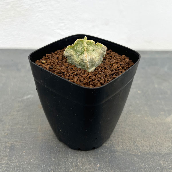 園芸ネット本店｜[ザ・ファームセレクト]ホワイトスロアネア：クラサ