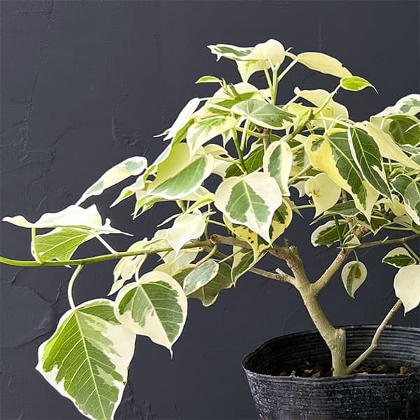 園芸ネット本店｜フィカス：ランフィー（ルンフィー）斑入り 4号ポット