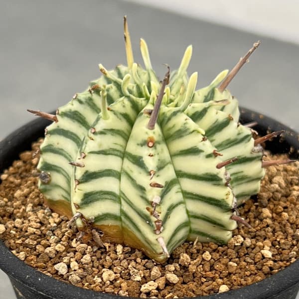 園芸ネット本店｜ユーフォルビア：メロフォルミス錦 2.5号鉢植え* の