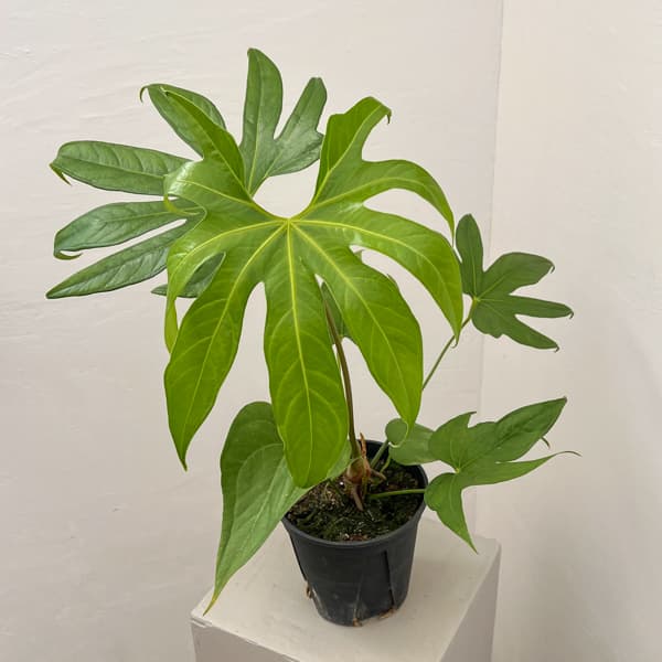 園芸ネット本店｜アンスリウム：ペダトラディアツム 5号鉢植え の通販