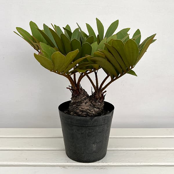 園芸ネット本店｜ザミア：フルフラセア 7号鉢植え25-01 の通販【公式】