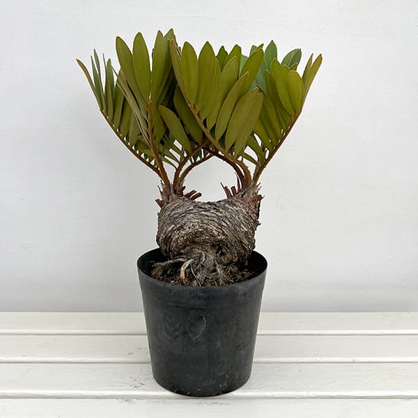 園芸ネット本店｜ザミア：フルフラセア 7号鉢植え25-05 の通販【公式】