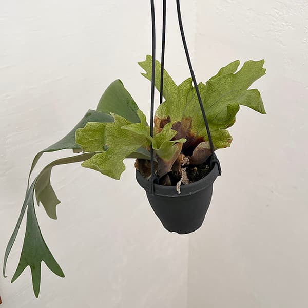 園芸ネット本店｜ビカクシダ（コウモリラン）：ウィリンキー 4号吊り鉢