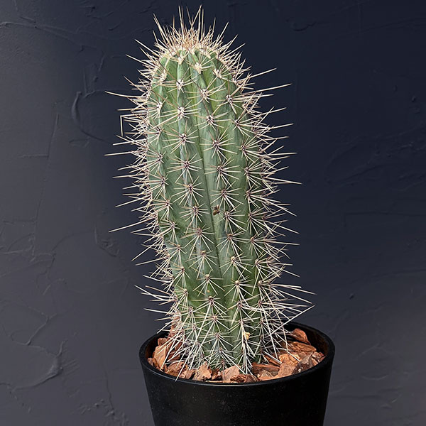 園芸ネット本店｜サボテン：武倫柱（ブリンチュブウ）5号鉢植え の通販