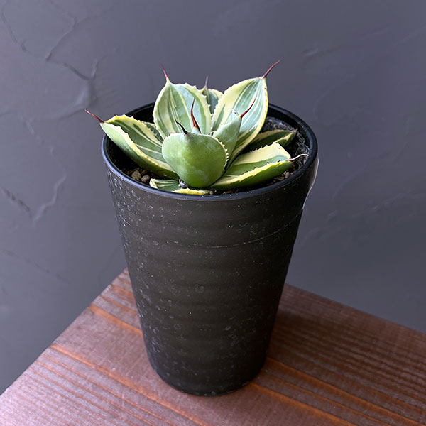 園芸ネット本店｜アガベ：パリー トルンカータ ライムストリーク 3.5号