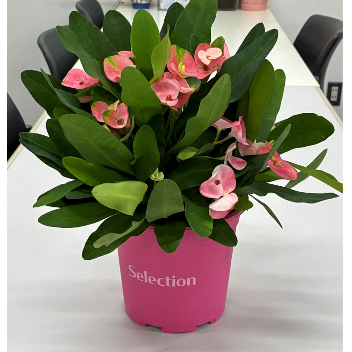 園芸ネット本店｜ハナキリン：ティアラ シャルロッテ5.5号鉢植え の