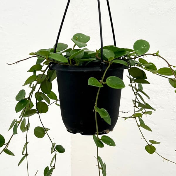 園芸ネット本店｜ホヤ：マチルダ（セルペンス×カルノーサ） 4号吊り鉢
