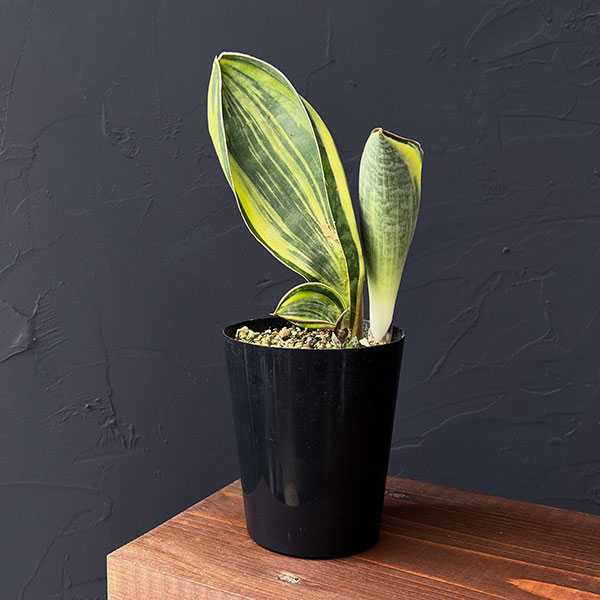 園芸ネット本店｜サンセベリア：マッソニアーナ（斑入り） 3号硬質