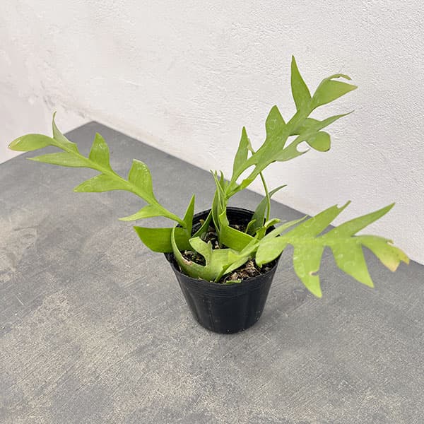 園芸ネット本店｜エピフィラム：クリソカルディウム 3.5号ポット の