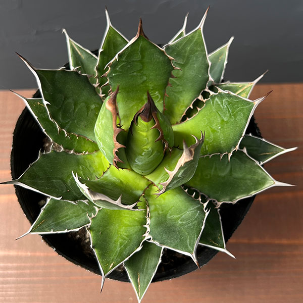 園芸ネット本店｜アガベ：ホリダ 4号ポット* の通販【公式】