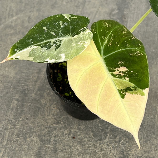 園芸ネット本店｜アロカシア：ブラックベルベット ピンク斑入り 3号 の