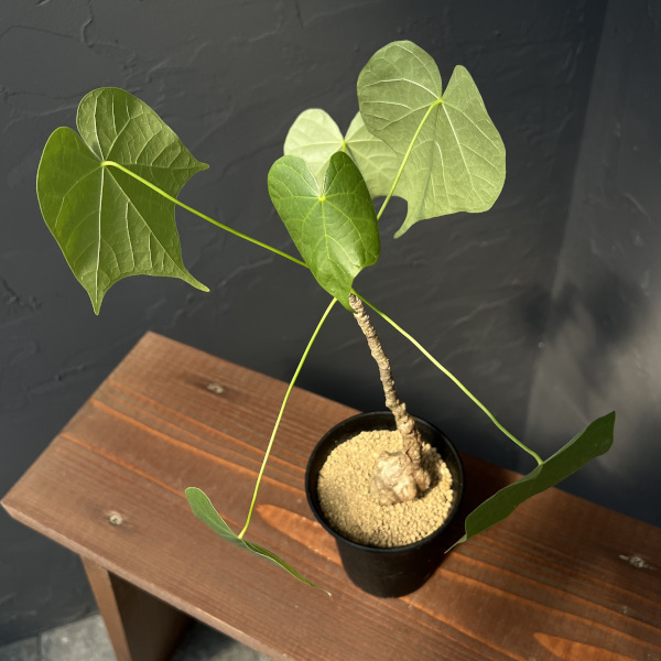 園芸ネット本店｜フィルミアナ：コロラータ 3号鉢植え の通販【公式】