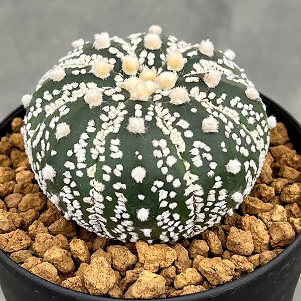 園芸ネット本店｜アストロフィツム：スーパー兜（かぶと）3号鉢植え の