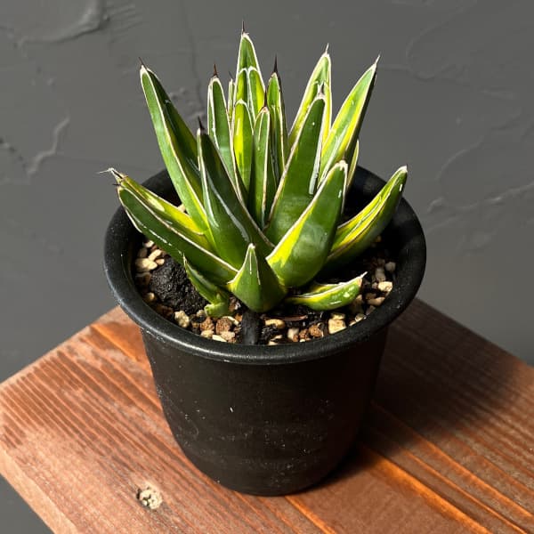 園芸ネット本店｜アガベ：笹の雪（ササノユキ）黄覆輪 3‐3.5号ポット