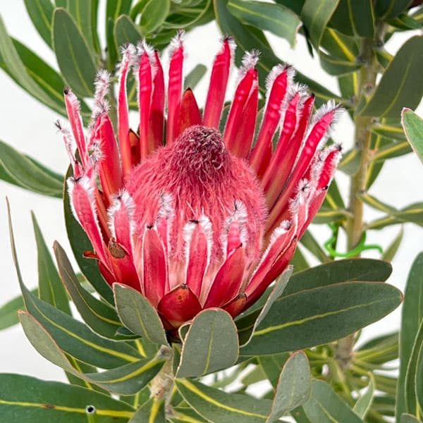 園芸ネット本店｜プロテア：フロステッドファイヤー 7号鉢植え25-02 の