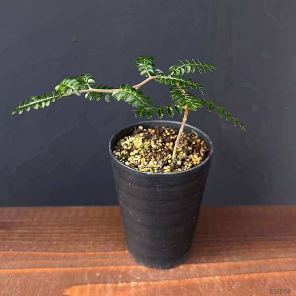 園芸ネット本店｜オペルクリカリア：パキプス（実生） 3号 の通販【公式】