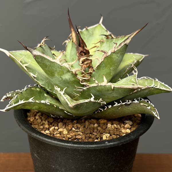 園芸ネット本店｜アガベ：オテロイ 3号鉢植え の通販【公式】