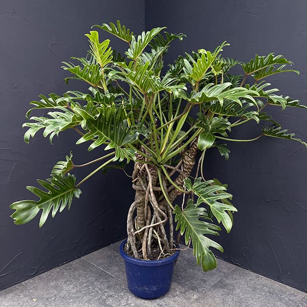 園芸ネット本店｜フィロデンドロン：クッカバラ 8号鉢植え25-04 の通販