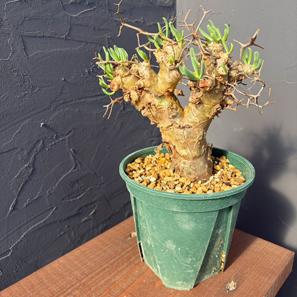 園芸ネット本店｜チレコドン：レティキュラーツス(万物想)5号鉢植え25