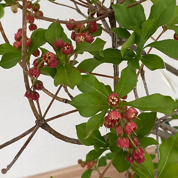 園芸ネット本店｜ドウダンツツジ：ベニドウダン（紅ドウダン）4.5-5号