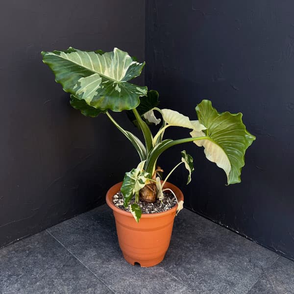 園芸ネット本店｜クワズイモ：斑入り 7号25-02 の通販【公式】