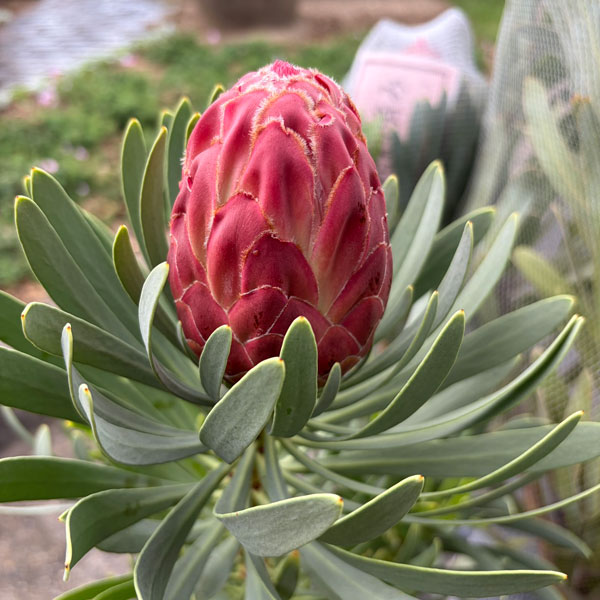 園芸ネット本店｜プロテア：ビーナス 7号鉢植え の通販【公式】