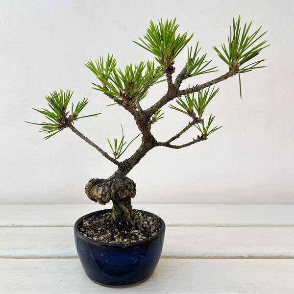 園芸ネット本店｜クロマツ（黒松）：小品盆栽 25-01 の通販【公式】