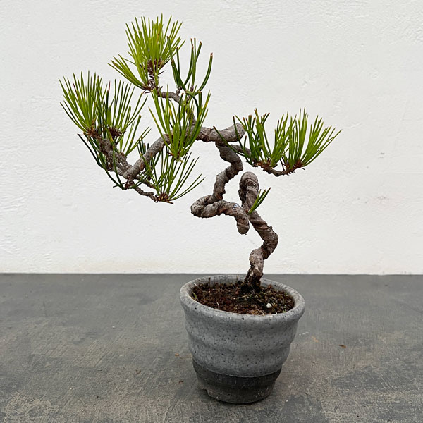 園芸ネット本店｜アカマツ（赤松）：小品盆栽 25-04 の通販【公式】
