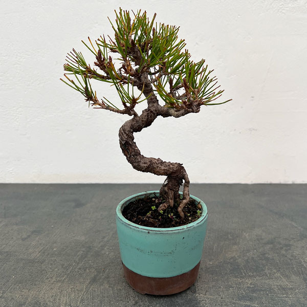 園芸ネット本店｜アカマツ（赤松）：小品盆栽 25-01 の通販【公式】