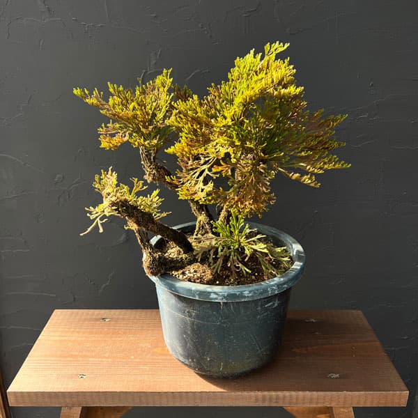 園芸ネット本店｜イワヒバ：盆栽風仕立て（品種不明）7号鉢植え25-02