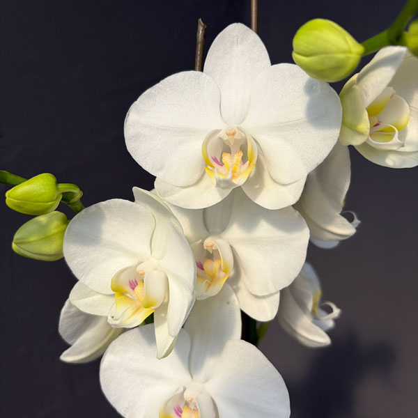 園芸ネット本店｜ファレノプシス（胡蝶蘭）：アマビリス 3.5号ポット