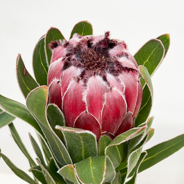 園芸ネット本店｜（わけあり特価）プロテア：オーストラリスルビー