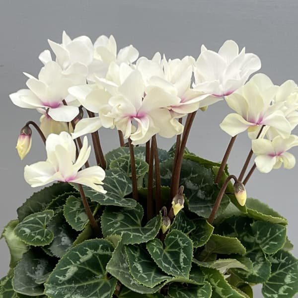 Room335様確認専用！！原種シクラメン はら園芸「原種シクラメンセット