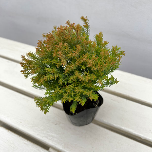 園芸ネット本店｜コニファー（サワラ）：ブルーバード(ボールバード