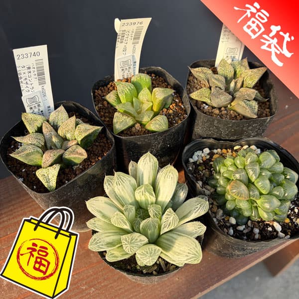 園芸ネット本店｜ハオルチア：福袋Fセット（5株セット） の通販【公式】