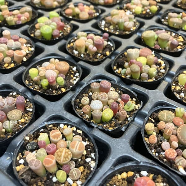 園芸ネット本店｜リトープス：カラフルミックス 2号ポット 3株セット