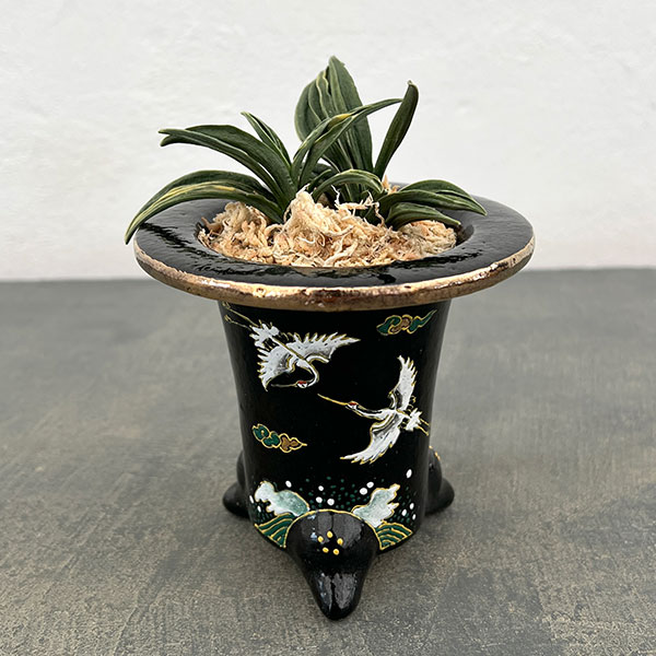 園芸ネット本店｜オモト（万年青）：瑞泉（ずいせん） 錦鉢（鶴）植え