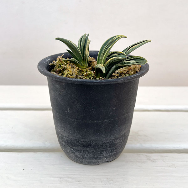 園芸ネット本店｜オモト（万年青）：瑞泉3号プラ鉢植え【現品販売