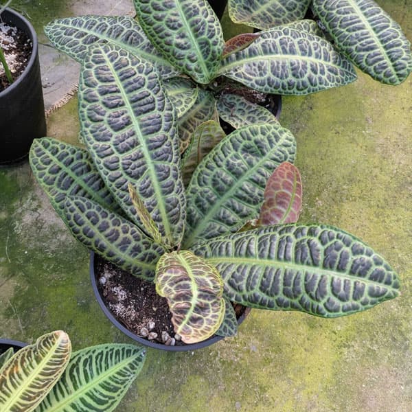 園芸ネット本店｜[26年3月中下旬予約]ラビシア（アルディシア