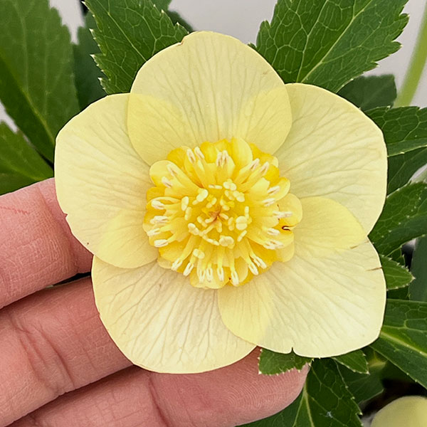 園芸ネット本店｜クリスマスローズ：セレクトセミダブル26-10／1.5L