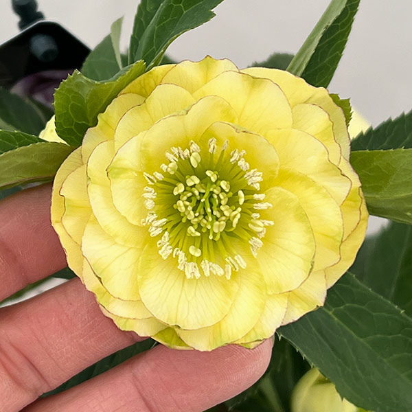 園芸ネット本店｜クリスマスローズ：セレクトダブル26-35グリーン