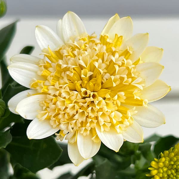 園芸ネット本店｜オステオスペルマム：プリンセス バナナタルト3.5号